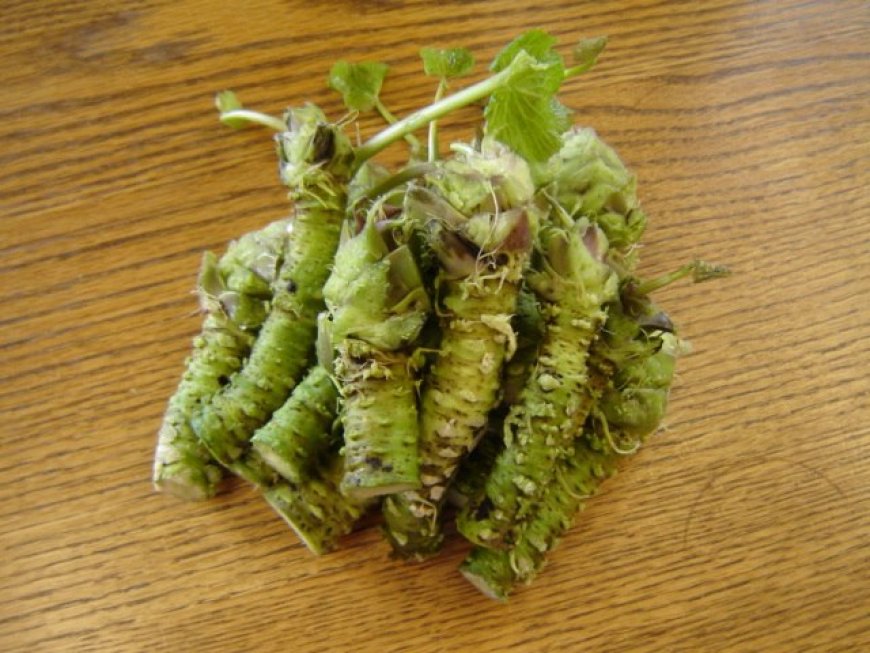 Wasabi the most difficult plant to grow in the world Live, study