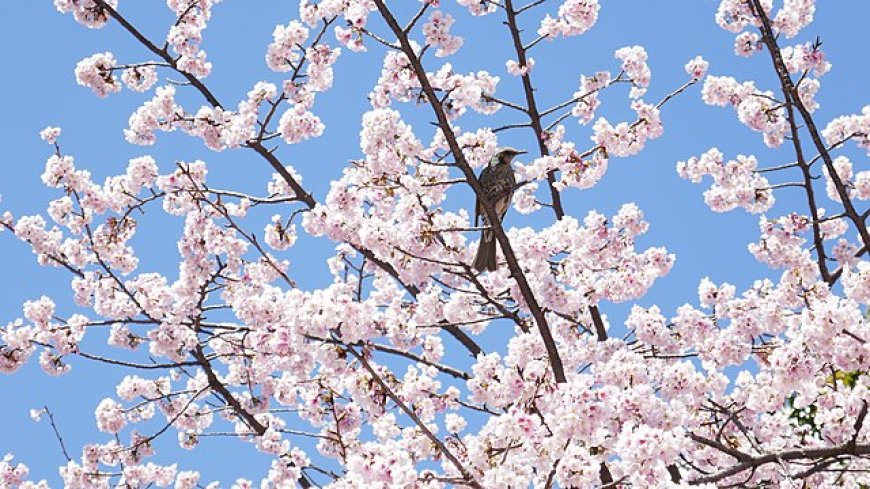 Interesting things about cherry blossoms you may not know