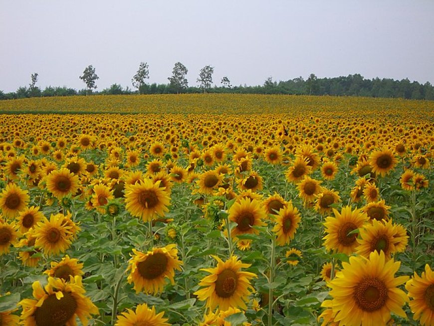Giant sunflower field in Japan