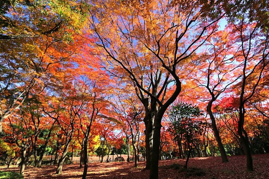 Trải nghiệm 8 điều thú vị làm nên Nhật Bản tháng 10