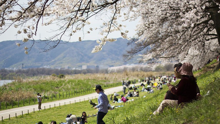 Travel Hanami Festival- Cherry Blossom Festival