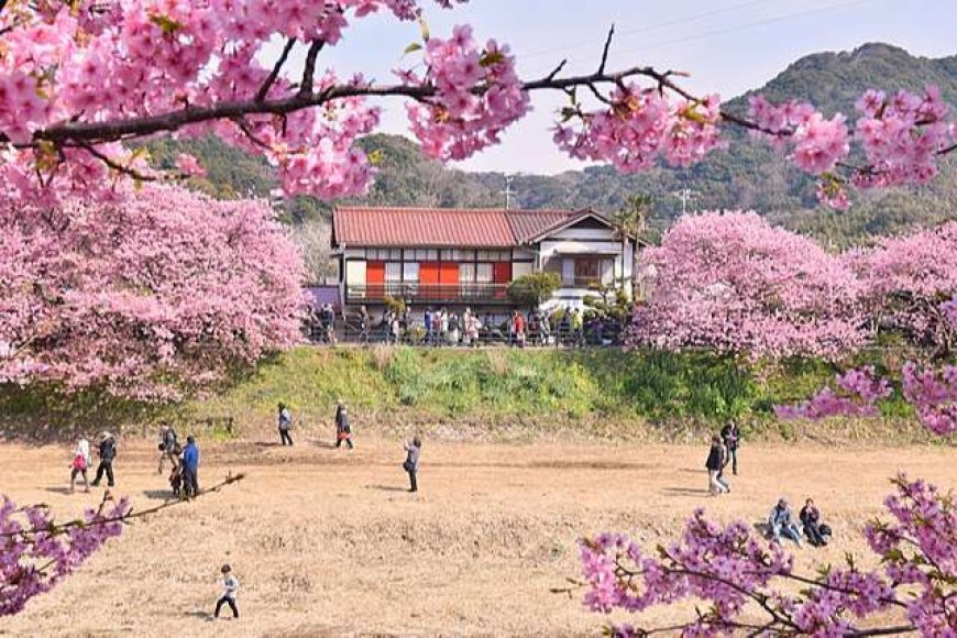 Kawazuzakura Matsuri – Cherry Blossom Festival
