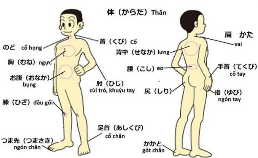 Từ vựng tiếng Nhật: Tên các bộ phận cơ thể người