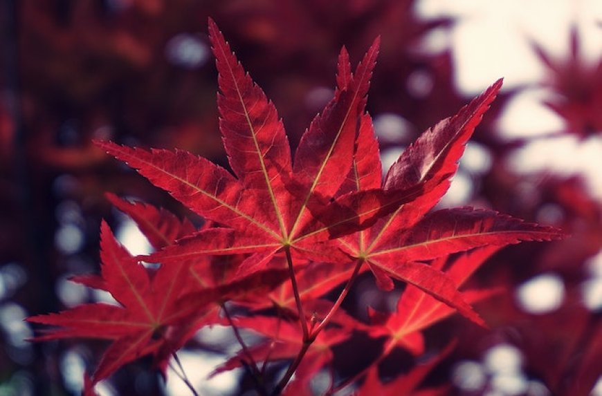 Lá đỏ ở Kanto - Sắc màu thu độc đáo