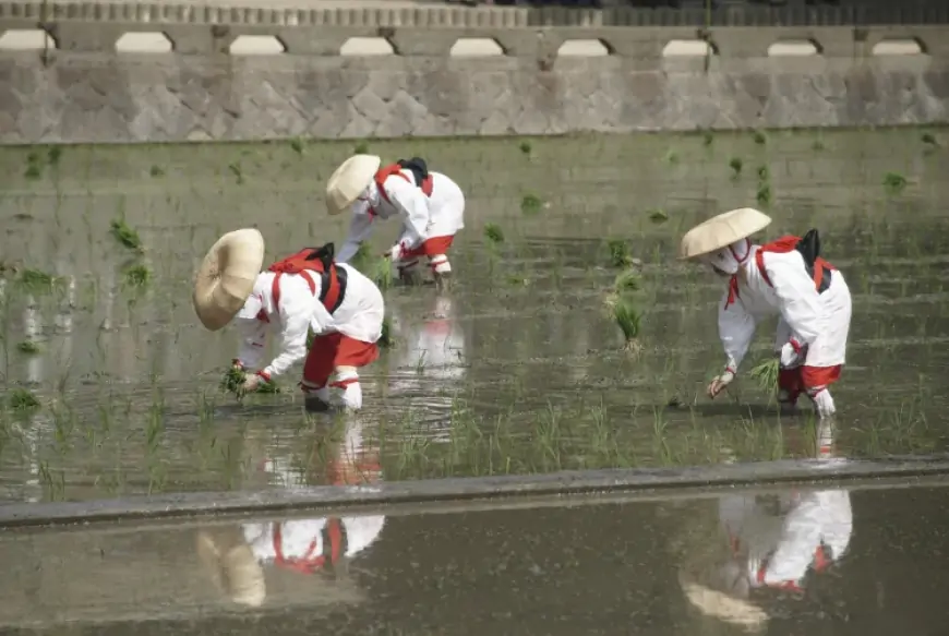 The Otaue rice planting festival