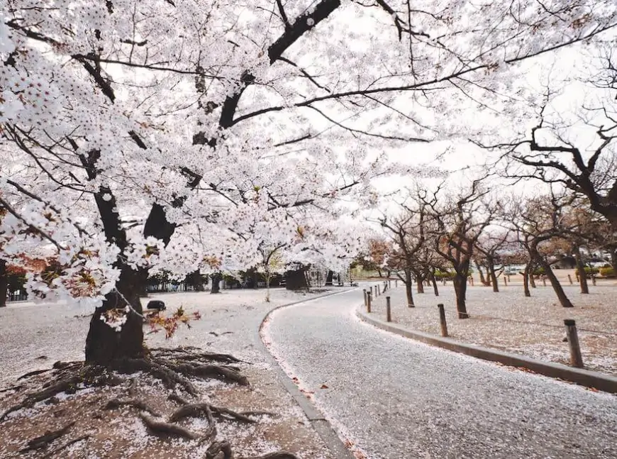 10 địa điểm ngắm hoa anh đào đẹp ở Tokyo